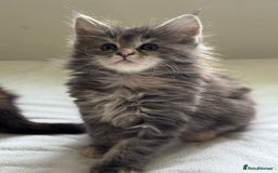 Maine Coon cats for sale: Ready NOW! TICA splendid Maine Coon - Image 18