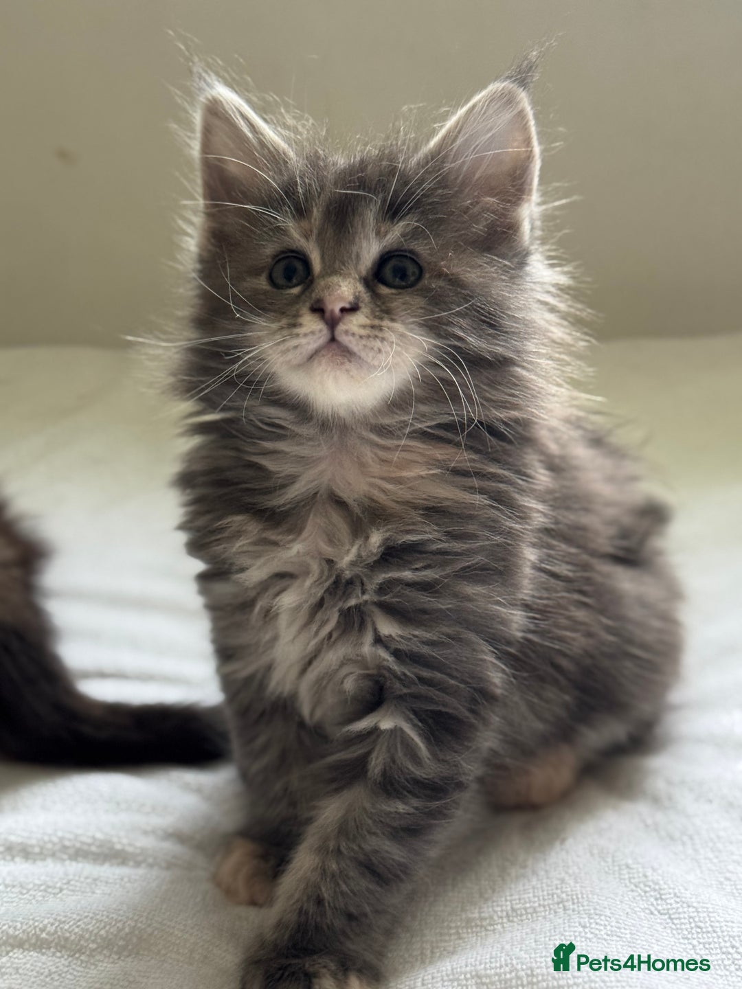 Maine Coon cats for sale: Ready NOW! TICA splendid Maine Coon - Image 18