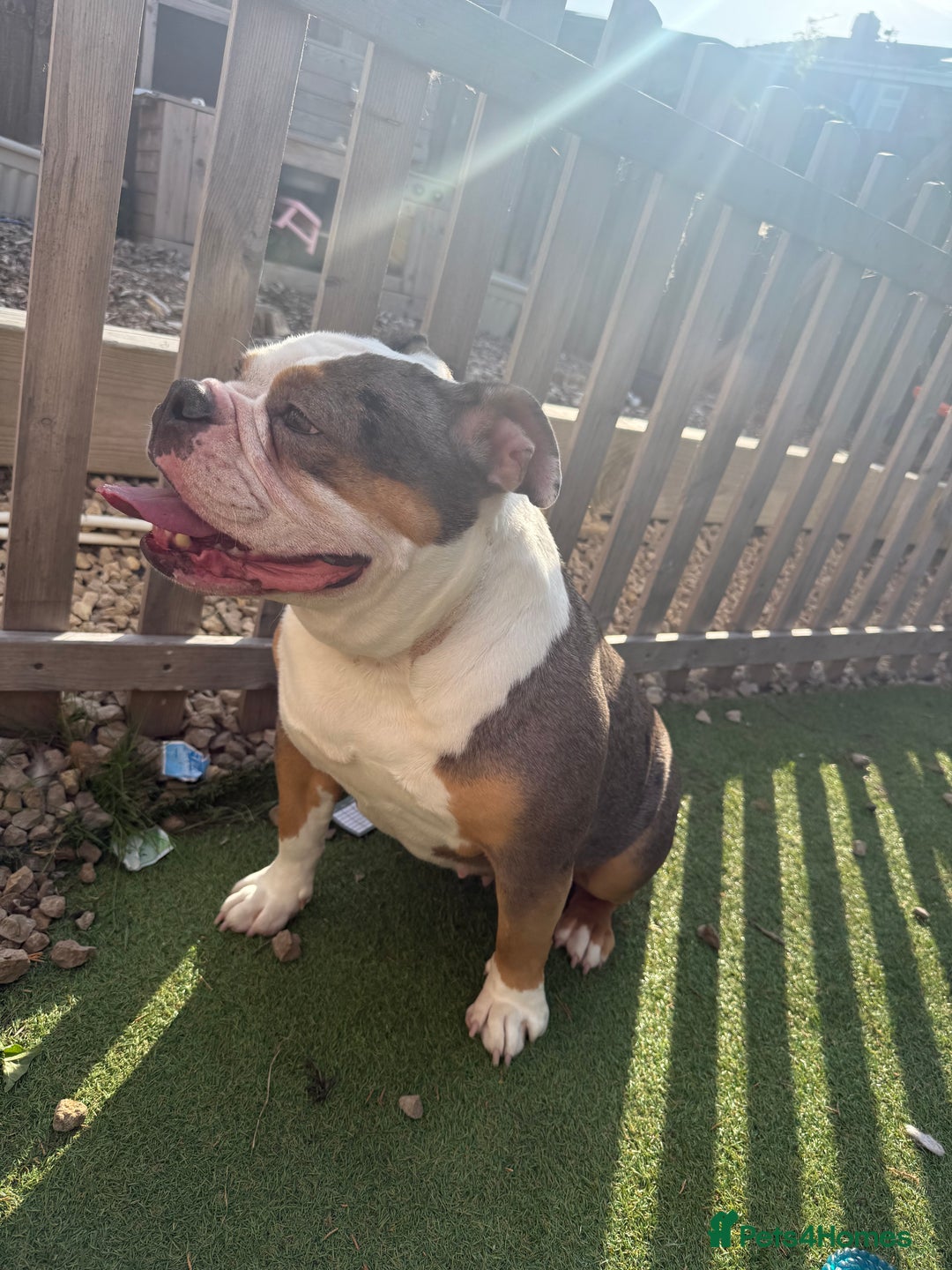 English Bulldog dogs for sale: Female English bulldog  - Image 2