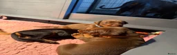Dobermann dogs for sale:  Doberman puppies health tested 5* license  - Advert 10