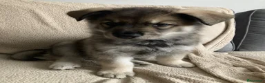 Shepsky 3