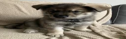 Shepsky dogs for sale: Shepsky puppies  - Advert 30