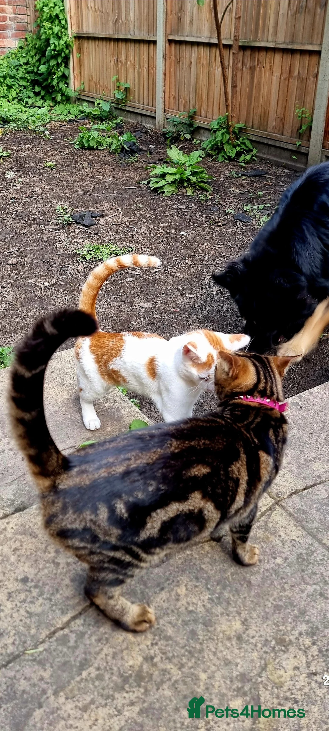 Brazilian Shorthair cats for sale: Family of 3 gorgeous cats for adoption - Advert 4