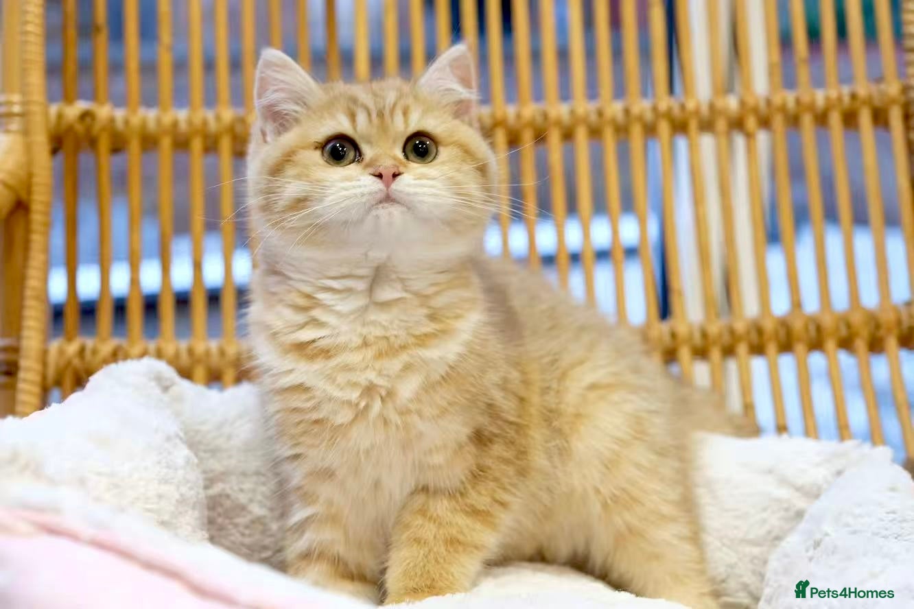 British Shorthair cats Ready Now- Adorable golden BSH girl TICA reg  - Advert 2