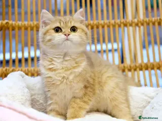 British Shorthair cats Ready Now- Adorable golden BSH girl TICA reg - Advert 2