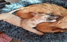 Mixed Breed dogs for sale: Cream puppy  - Image 2