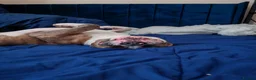 Mixed Breed dogs for stud: American Staffordshire Terrier x Staff Bull Terr. - Advert 2