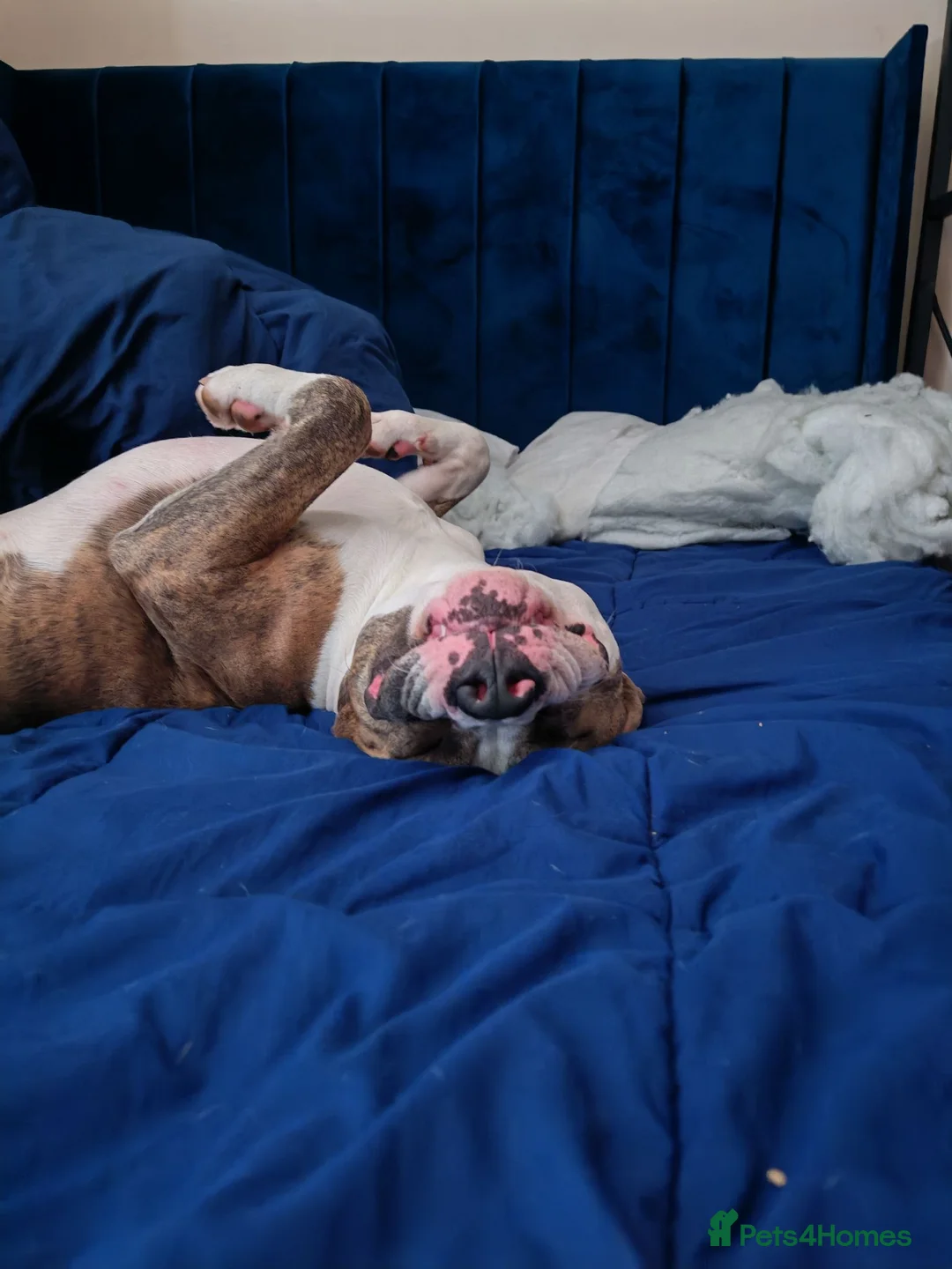 Mixed Breed dogs for stud: American Staffordshire Terrier x Staff Bull Terr. - Advert 2