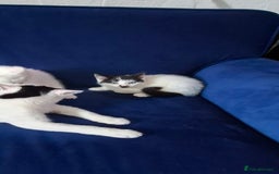 Mixed Breed cats for sale: 2 adorable kittens 8 weeks old - Image 2
