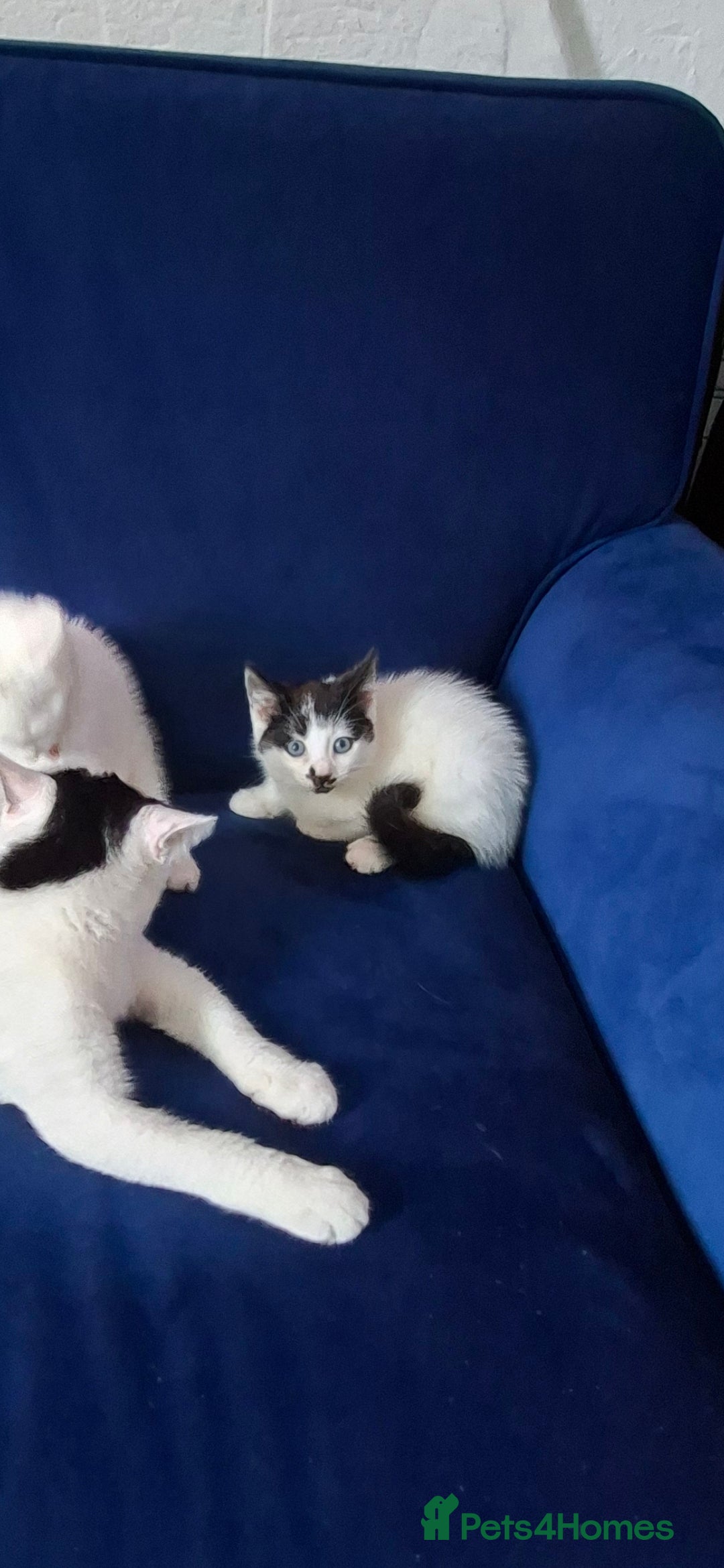 Mixed Breed cats for sale: 2 adorable kittens 8 weeks old - Image 2