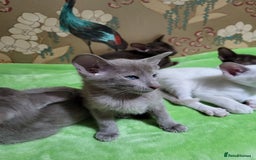 Oriental cats for sale: 7 Oriental & Siamese Kittens - Image 3