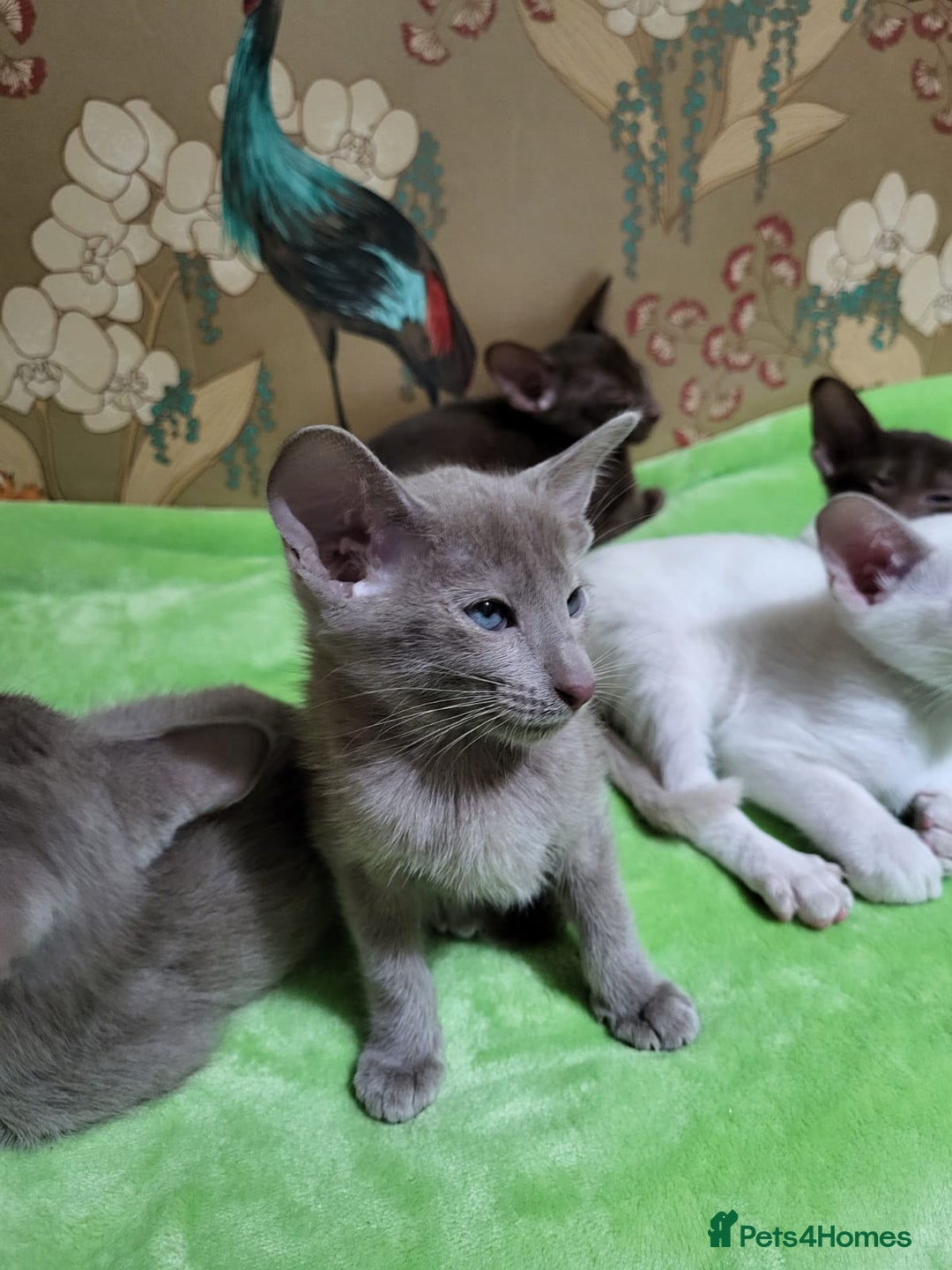 Oriental cats for sale: 7 Oriental & Siamese Kittens - Image 3