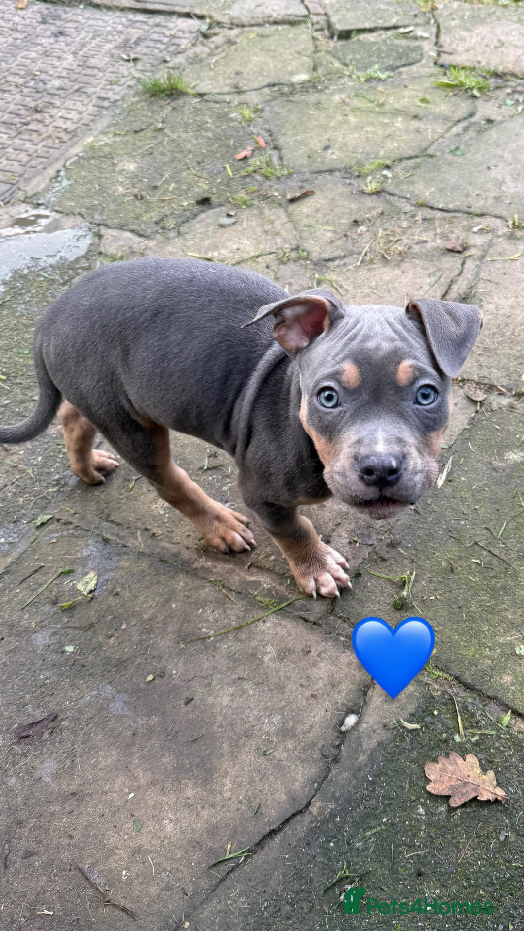 American Bully dogs for sale: 3 furbabies left ! ABKC Classic American Bullys - Advert 21