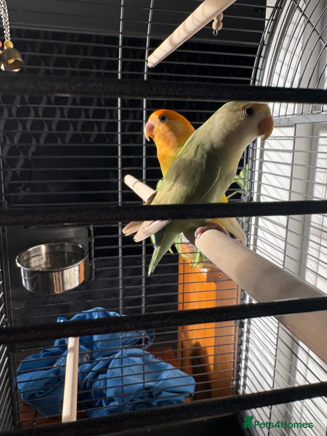 Lovebirds birds for sale: Love birds - Advert 6