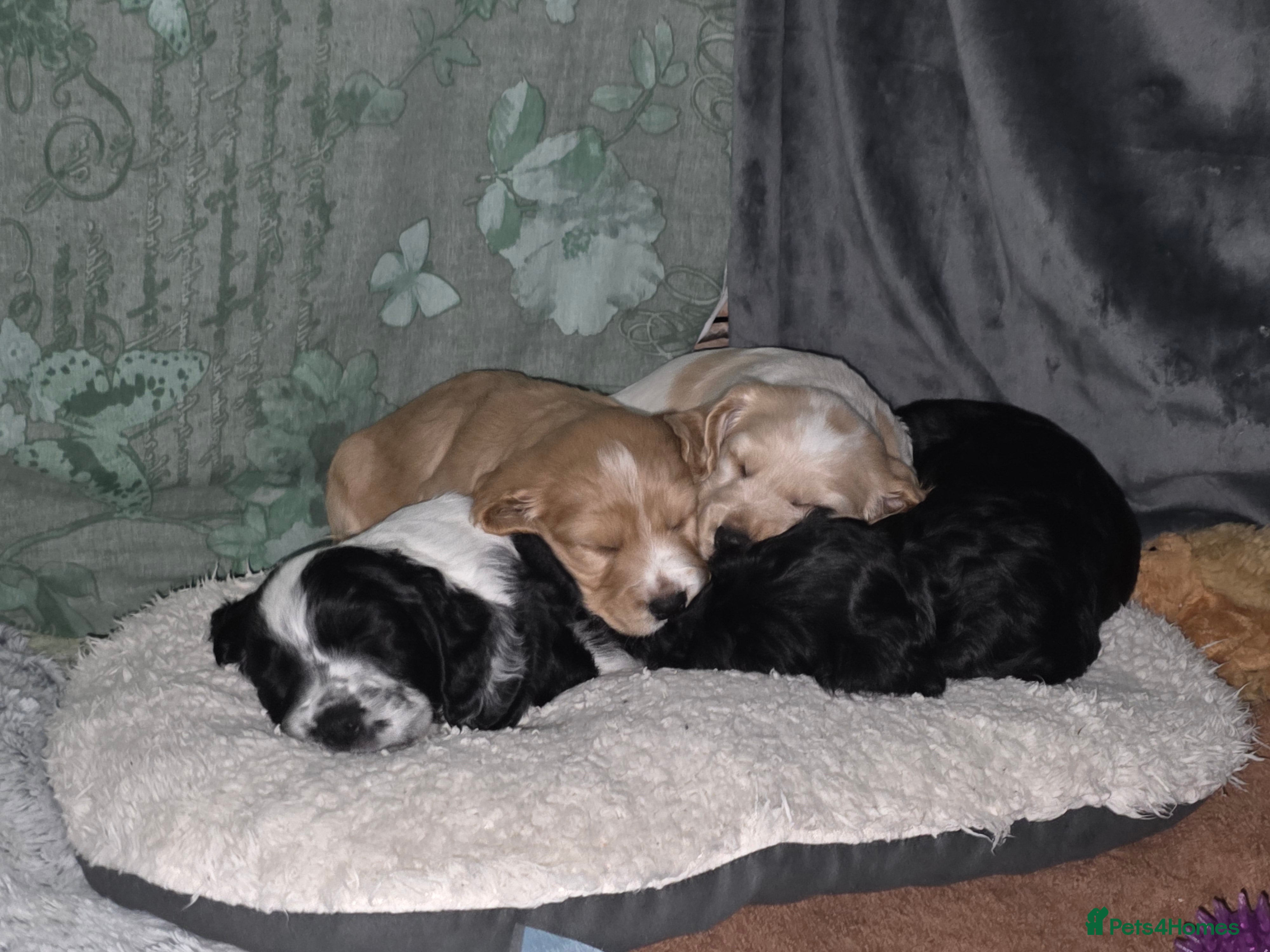 Cocker Spaniel dogs Cocker Spaniel Puppies (available for veiwing) - Advert 5