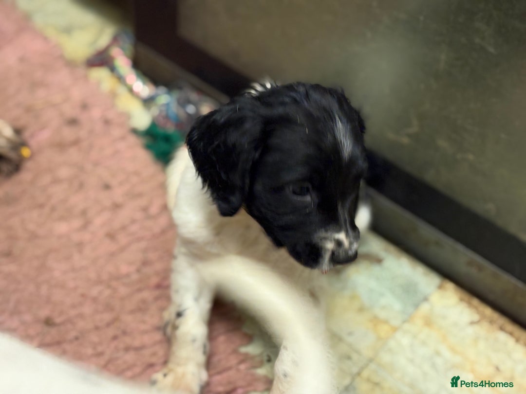 English Springer Spaniel dogs for sale: KC Registered English springer spaniel puppies. - Image 24