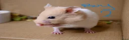 Hamster rodents for sale: Mixed Syrian hamsters ready to go  in Preston - Advert 10