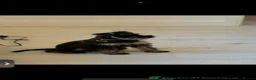 Miniature Schnauzer dogs for sale: Miniature Schnauzer Puppies 3 girls 3 boys.  - Advert 15