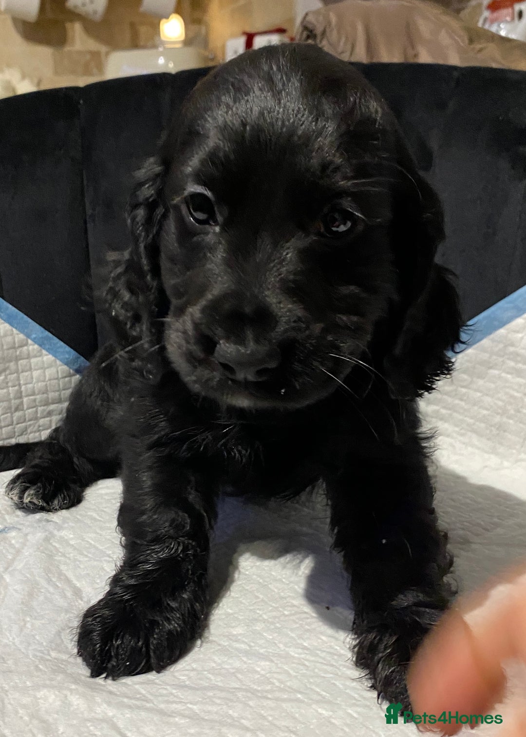 Cocker Spaniel dogs for sale: Show type cocker spaniels  - Advert 2