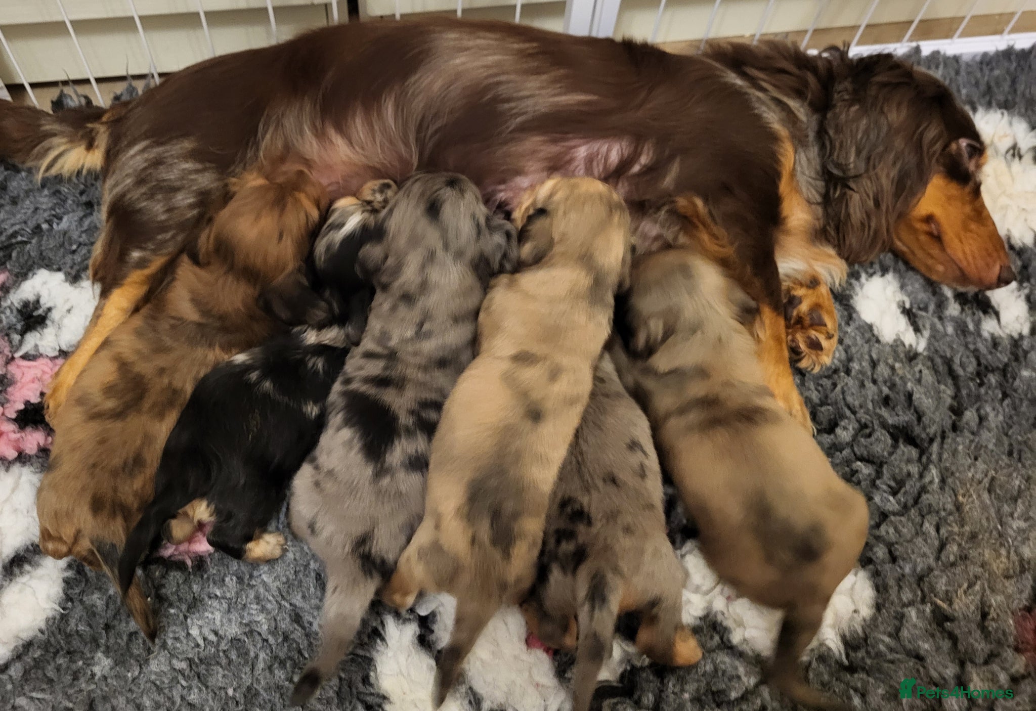 Miniature Dachshund dogs Long haired mini dachshunds  - Advert 1