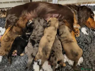 Miniature Dachshund dogs Long haired mini dachshunds - Advert 1