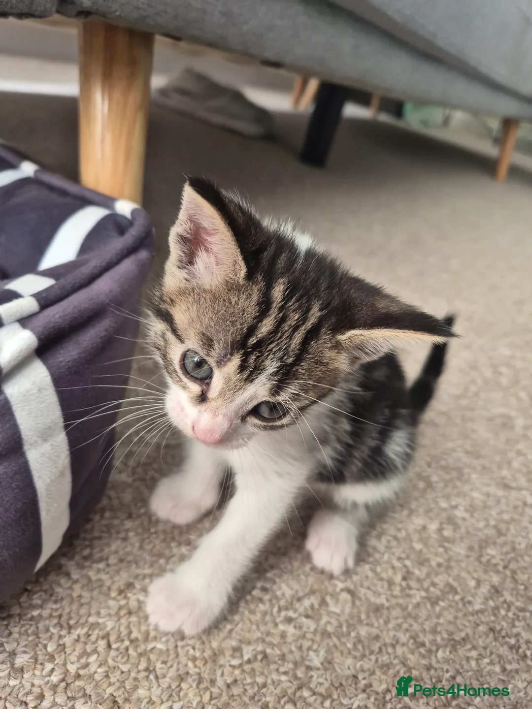 Mixed Breed cats for sale: Kittens  - Advert 10