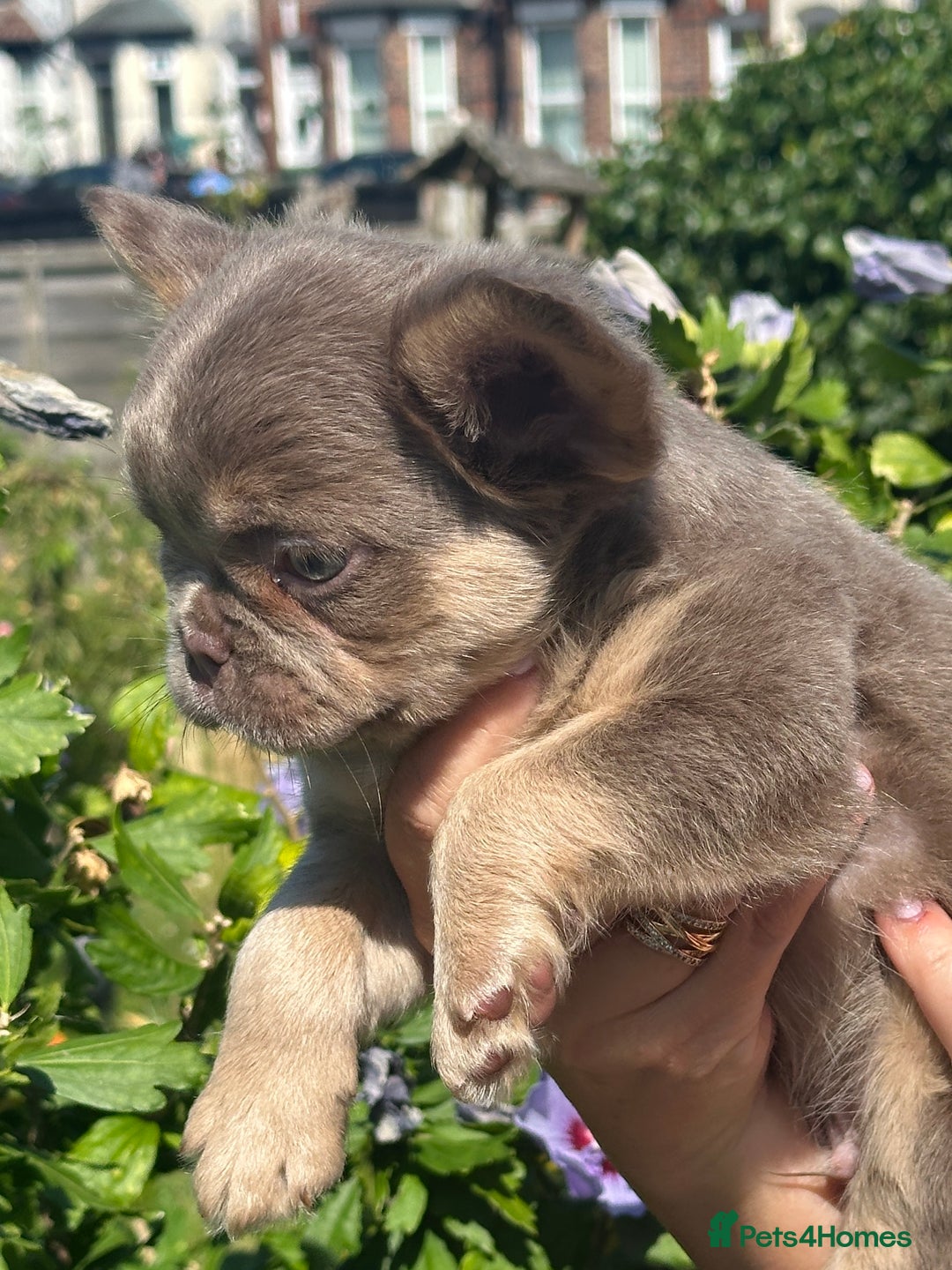 French Bulldog dogs for sale: Fluffy Frenchies - Image 8