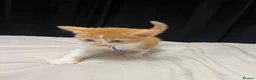 Mixed Breed cats for sale: X4 male kittens  in Hornsea - Advert 24