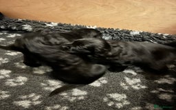 Mixed Breed dogs for sale: Collie Cocker puppies available mid Dec - Advert 4