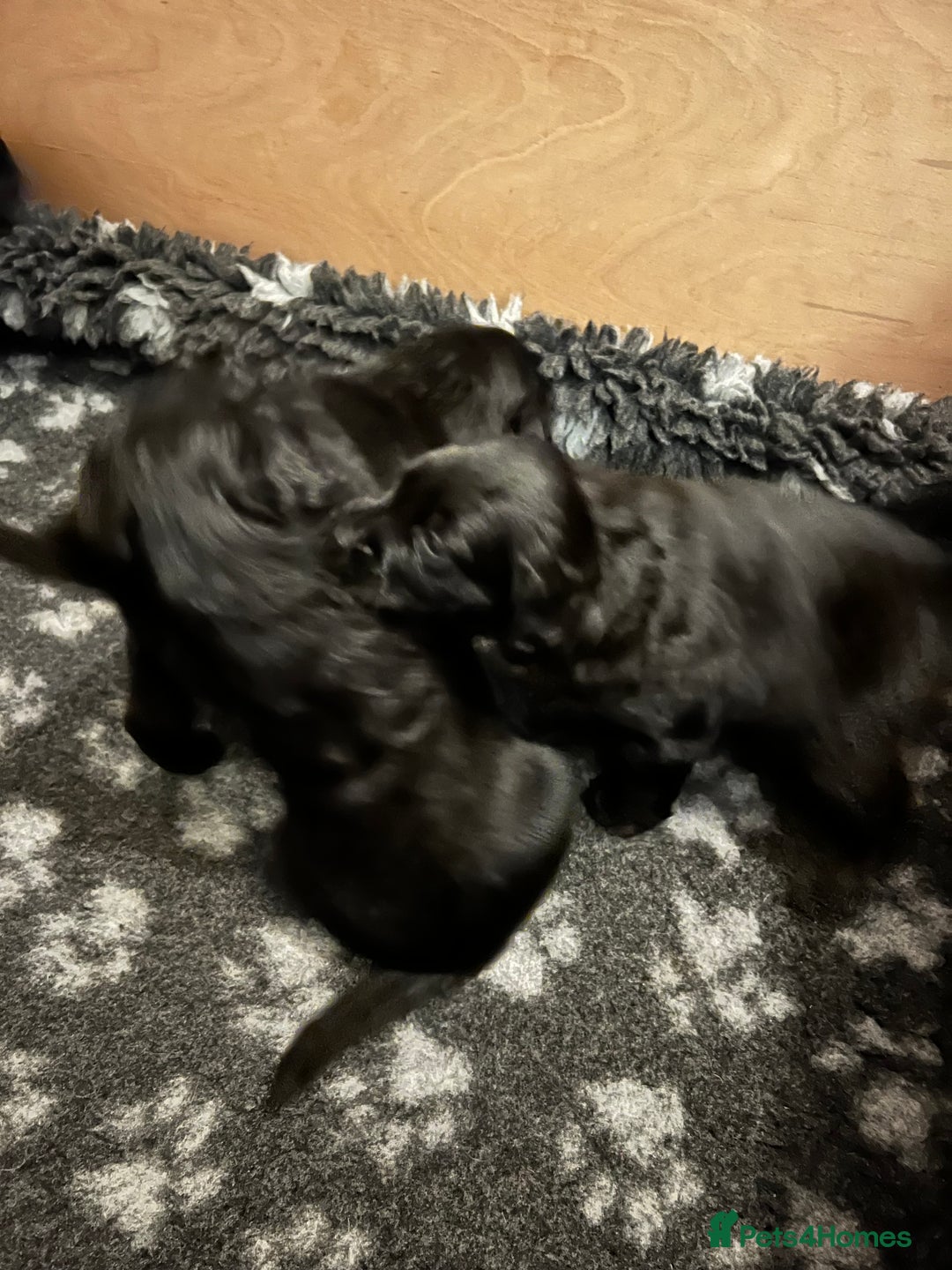 Mixed Breed dogs for sale: Collie Cocker puppies available mid Dec - Advert 4