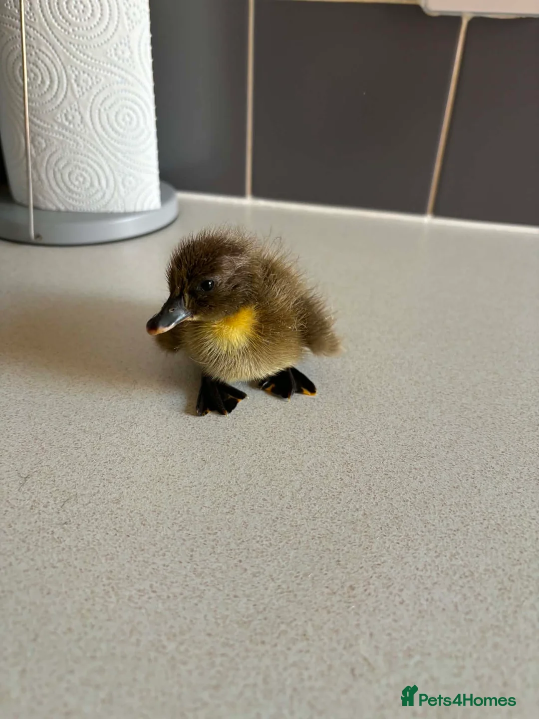 Ducks poultry for sale: Mixed Ducklings For Sale - Advert 2