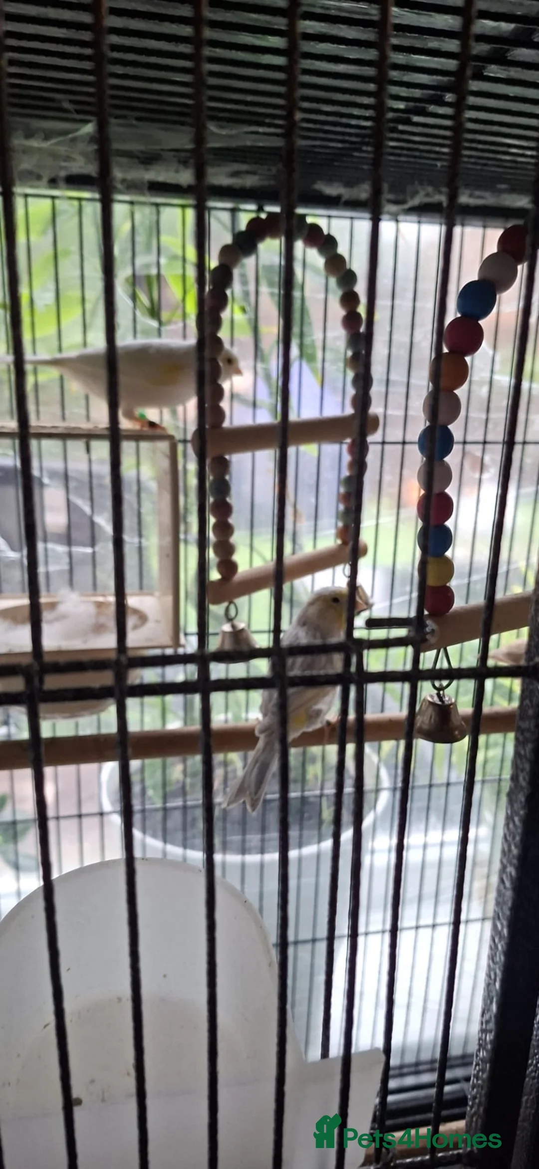 Canaries birds for sale: 2 Canaries yellow mosaic  in Walsall - Advert 4