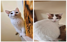 British Shorthair cats for sale: 1 boy left!! Full vaccinated BSH kittens  - Image 7