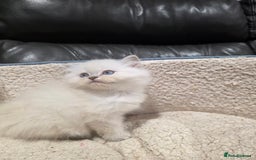 British Longhair cats for sale: GCCF Registered British Longhaired Kittens  - Image 5