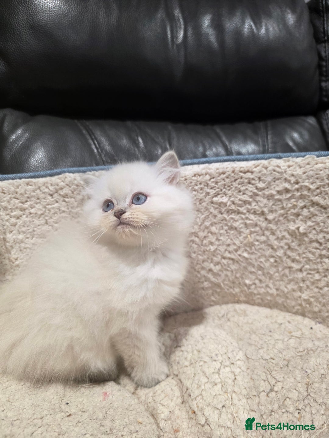 British Longhair cats for sale: GCCF Registered British Longhaired Kittens  - Image 5