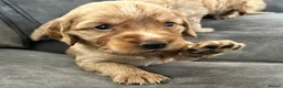 Cockapoo dogs for sale: Gorgeous Cockapoo puppies - Advert 10