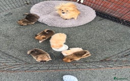 Pomeranian dogs for sale: Pomeranian puppies  - Image 1