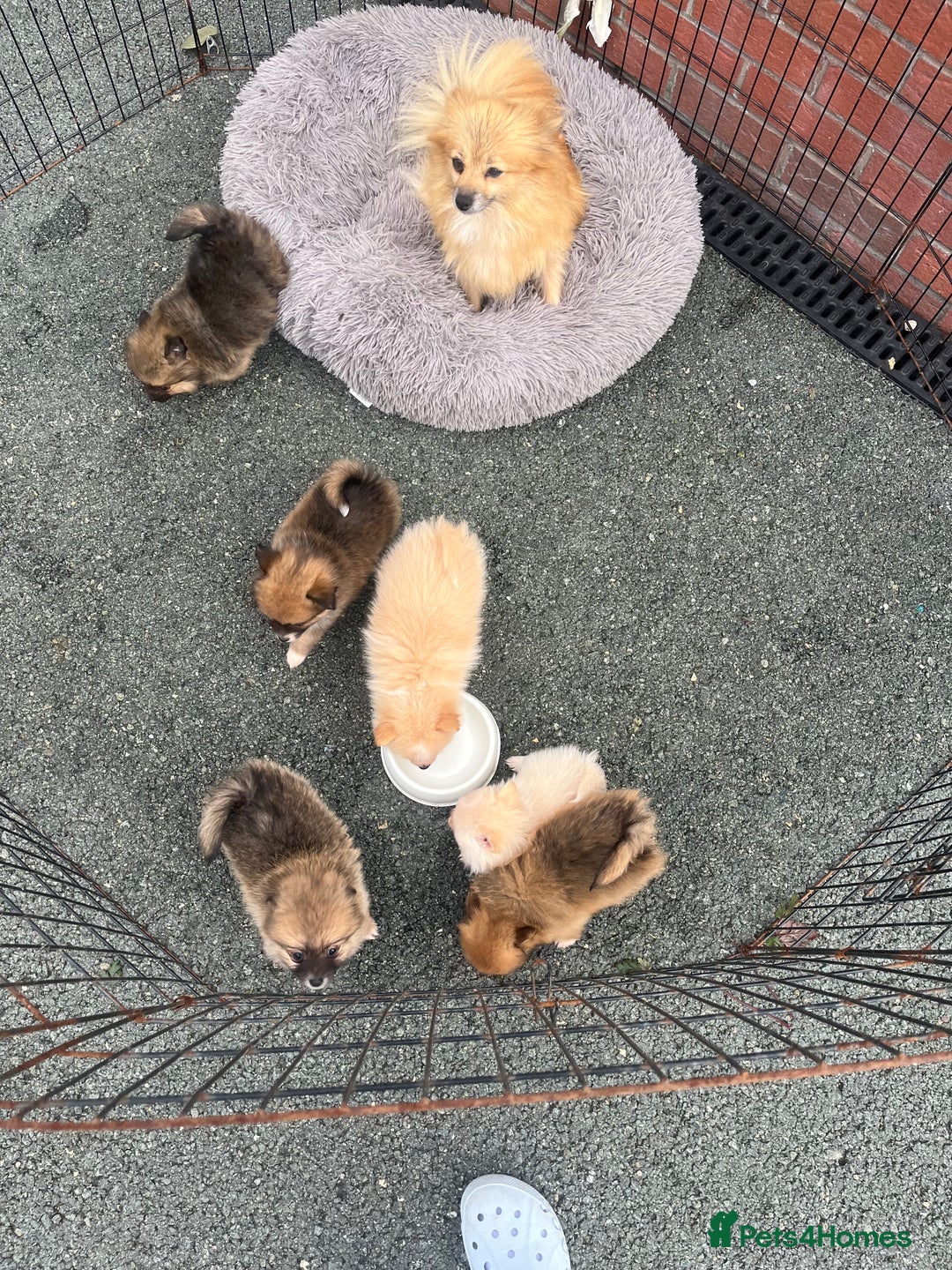 Pomeranian dogs for sale: Pomeranian puppies  - Image 1