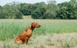 Mixed Breed dogs for sale: Vizla x Fox Red Lab (75/25) Puppies - Image 22