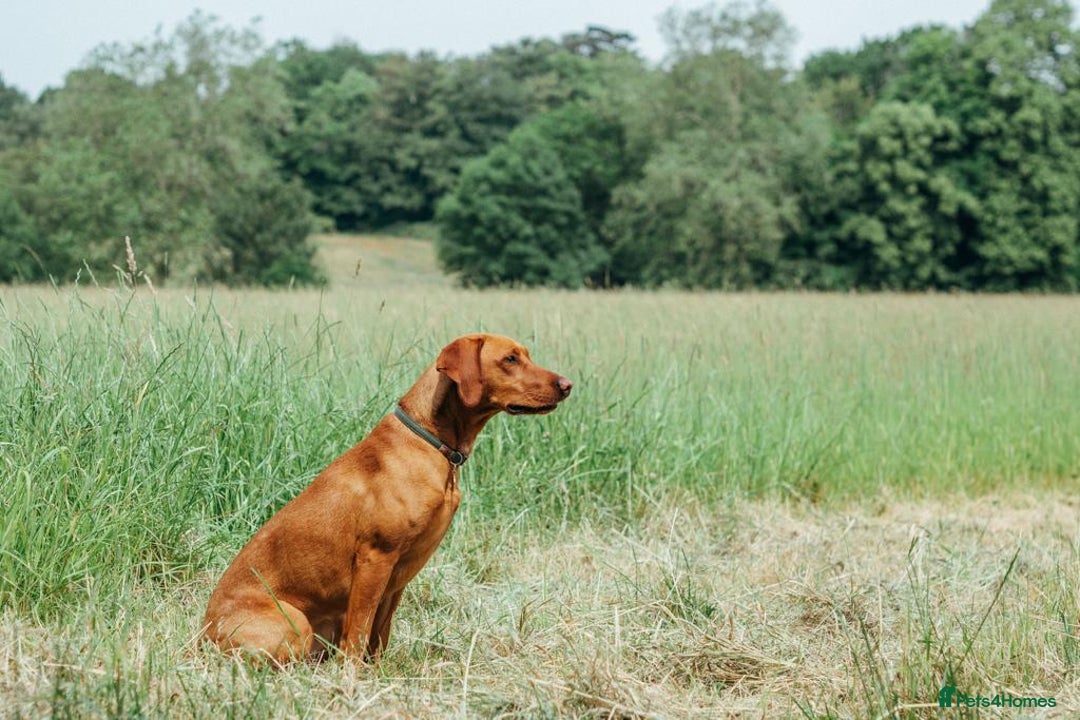 Mixed Breed dogs for sale: Vizla x Fox Red Lab (75/25) Puppies - Image 22