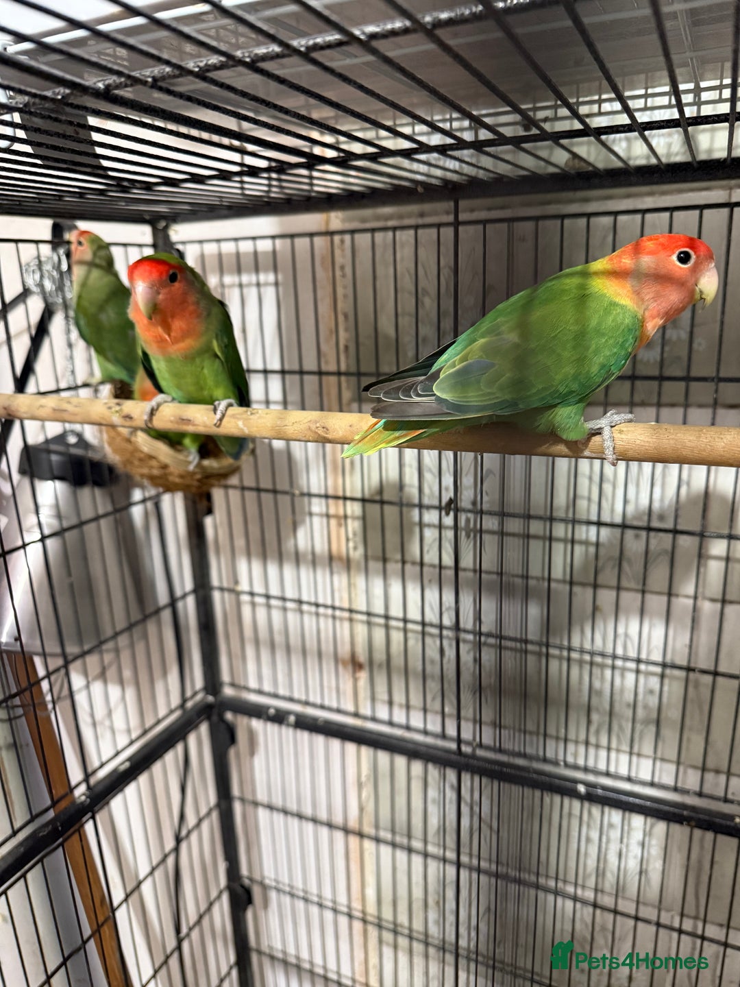 Canaries birds for sale: Love birds  - Image 1