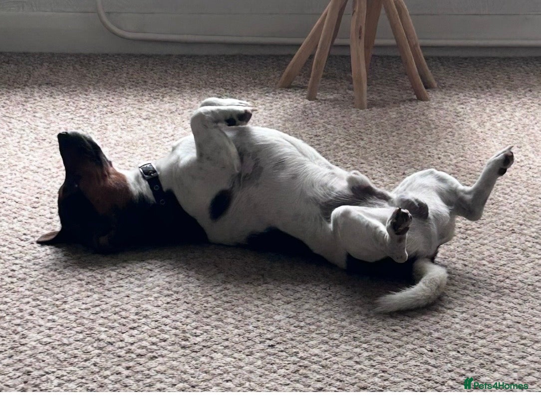 Jack Russell dogs for sale: Handsome Jack Russell boy  - Advert 6