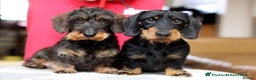 Miniature Dachshund dogs for sale: Kc reg Miniature Wirehaired dachshund bitch - Advert 8