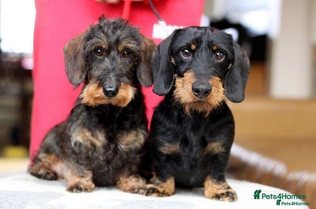 Miniature Dachshund dogs for sale: Kc reg Miniature Wirehaired dachshund bitch - Advert 8