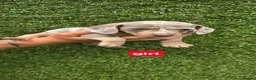 Miniature Dachshund dogs for sale: Kc registered miniature dachshund  in Newmarket - Advert 9