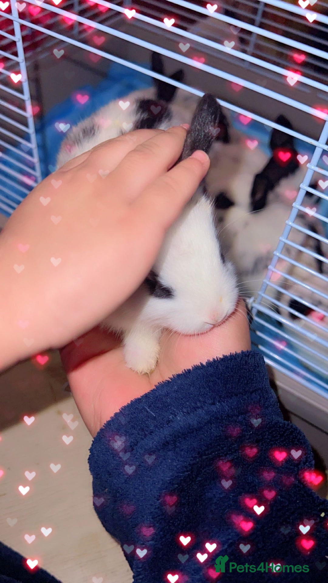 English Spot rabbits for sale: 🐰Beautiful Rabbits Available to Loving Homes🐰 - Advert 8