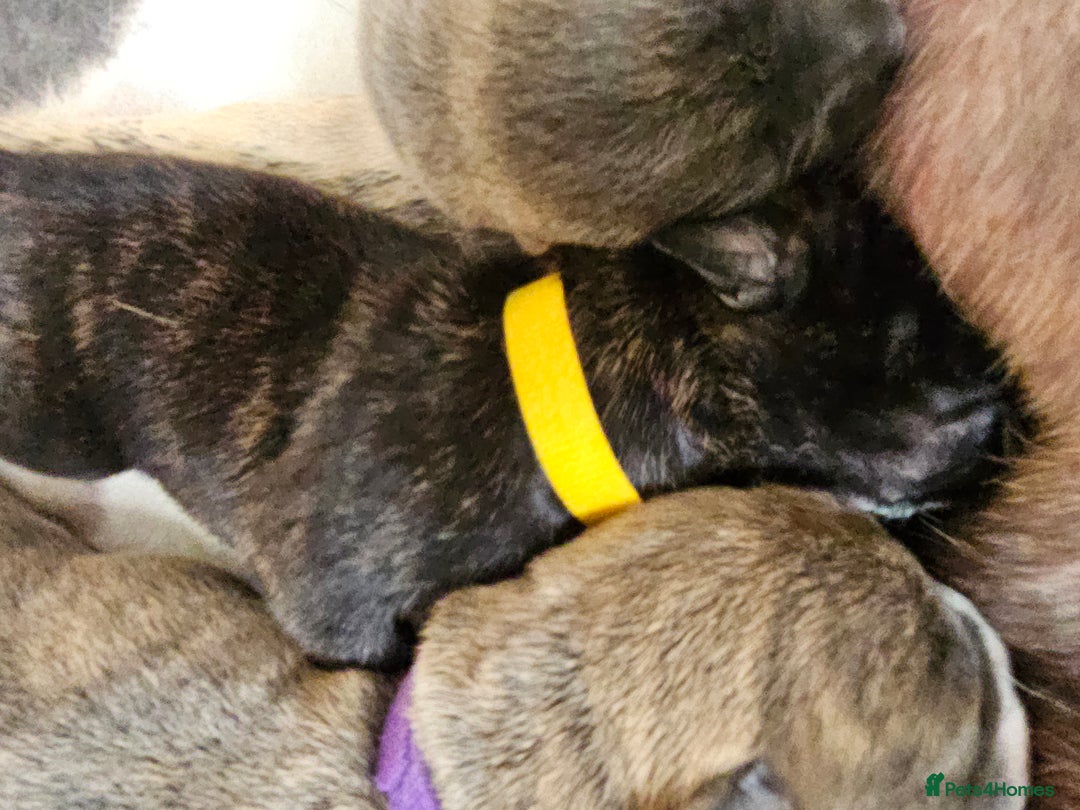 Mixed Breed dogs for sale: 8 Puppies - 3/4 blue staff 1/4 whipit  in Cradley Heath - Image 15