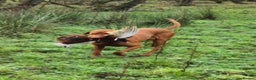 Hungarian Vizsla dogs for stud: KC Registered Smooth Hungarian Vizsla in Penrith - Advert 3