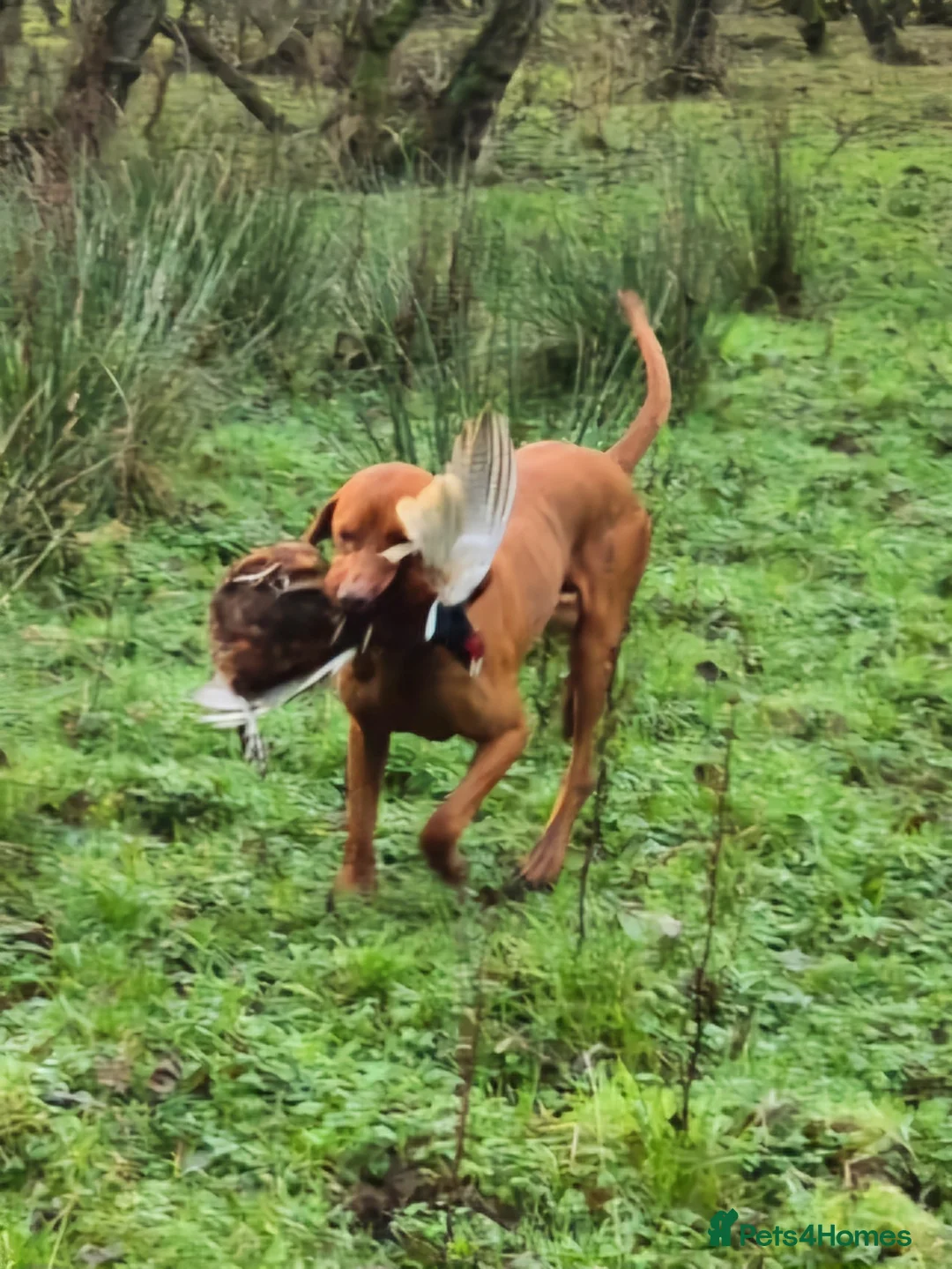 Hungarian Vizsla dogs for stud: KC Registered Smooth Hungarian Vizsla in Penrith - Advert 3