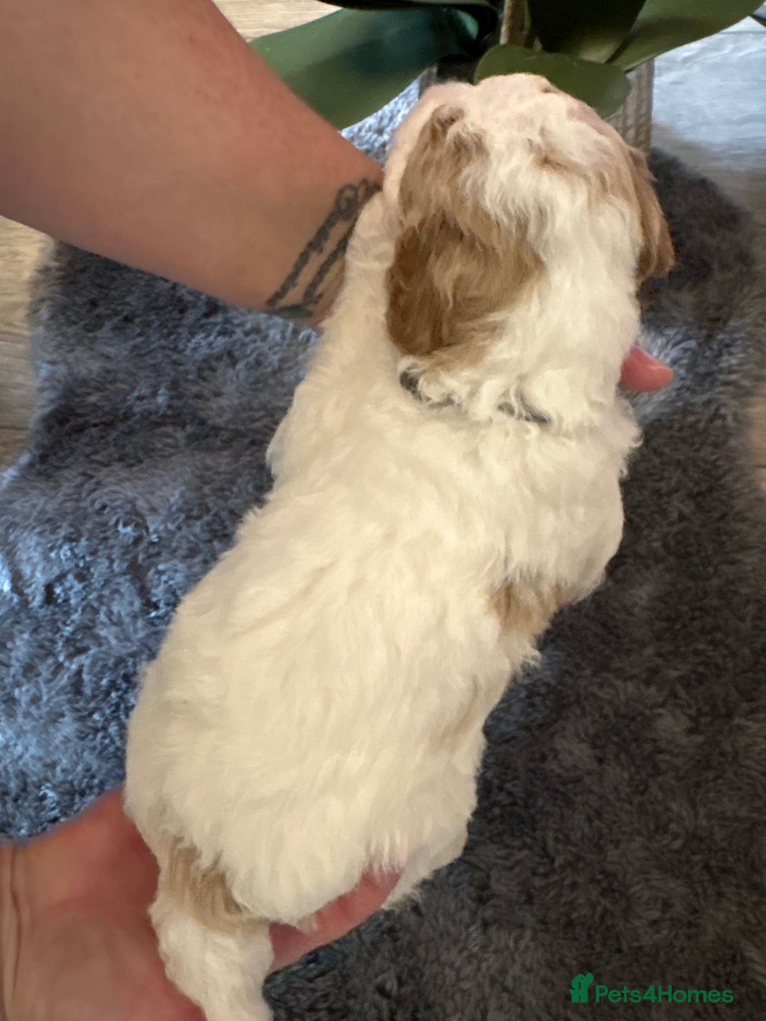 Double Doodle dogs for sale: Parti Double Doodles🐾  - Advert 16